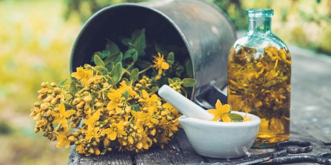 St. John's Wort in a metal bucket laying on its side next to a glass bottle of tincture and a mortar and pestle..