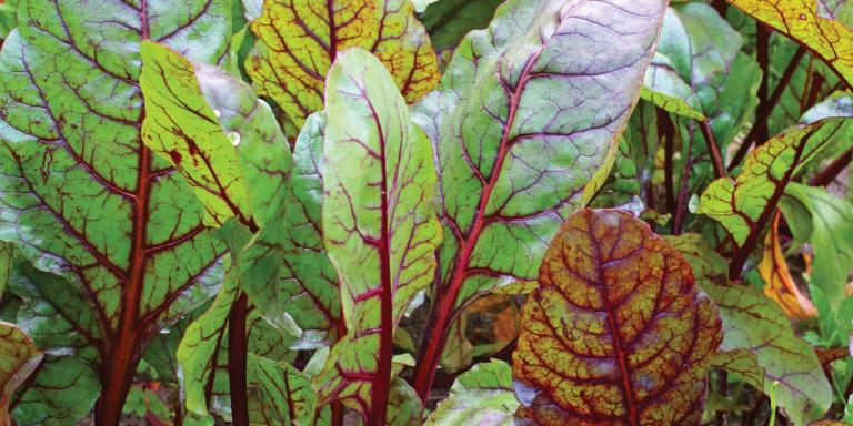 Sautéed Beet Greens & Garlic fresh organic beet greens